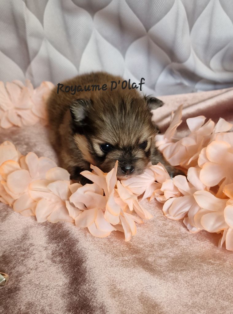 du Royaume d'Olaf - Chiot disponible  - Spitz allemand