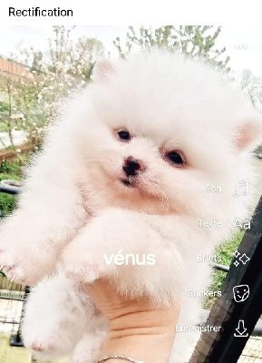 vénus