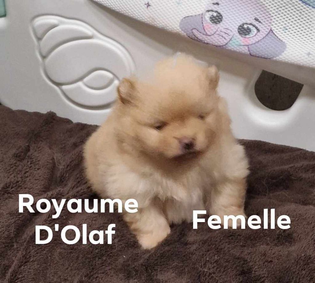 du Royaume d'Olaf - Chiot disponible  - Spitz allemand