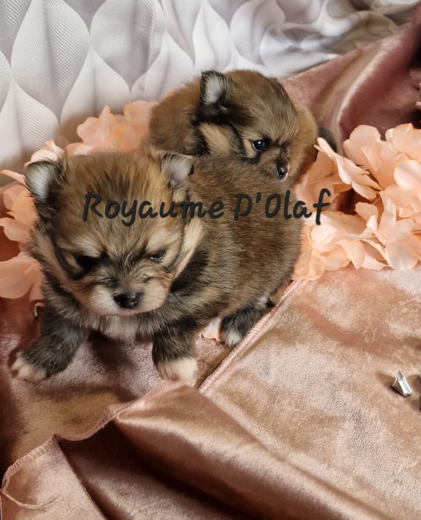 du Royaume d'Olaf - Chiot disponible  - Spitz allemand