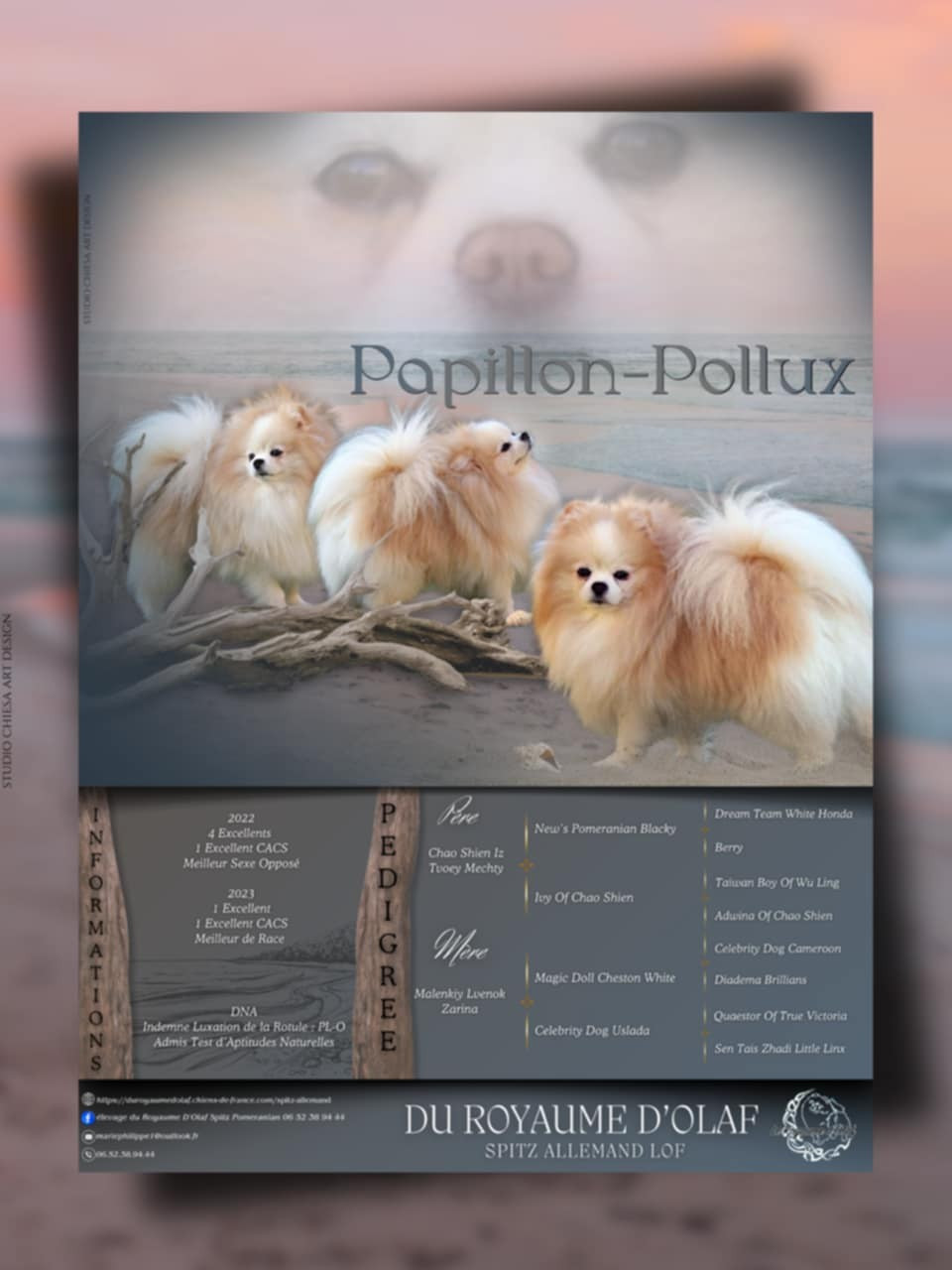 Papillonpollux (Sans Affixe)