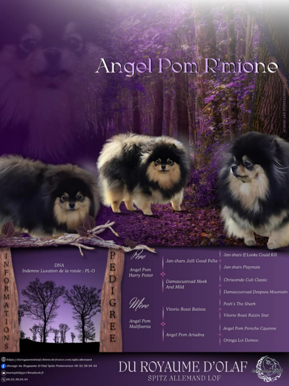 R'mione kennel angel pom