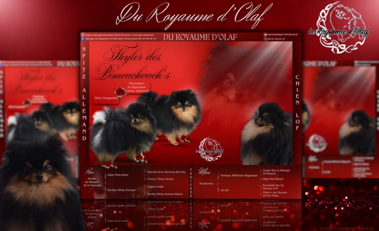 Thyler Des Pimouchouck's