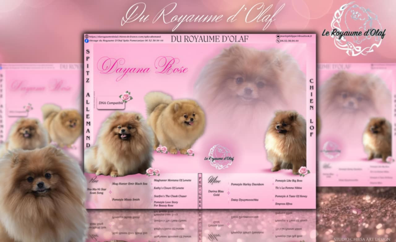 Dayana rose (Sans Affixe)