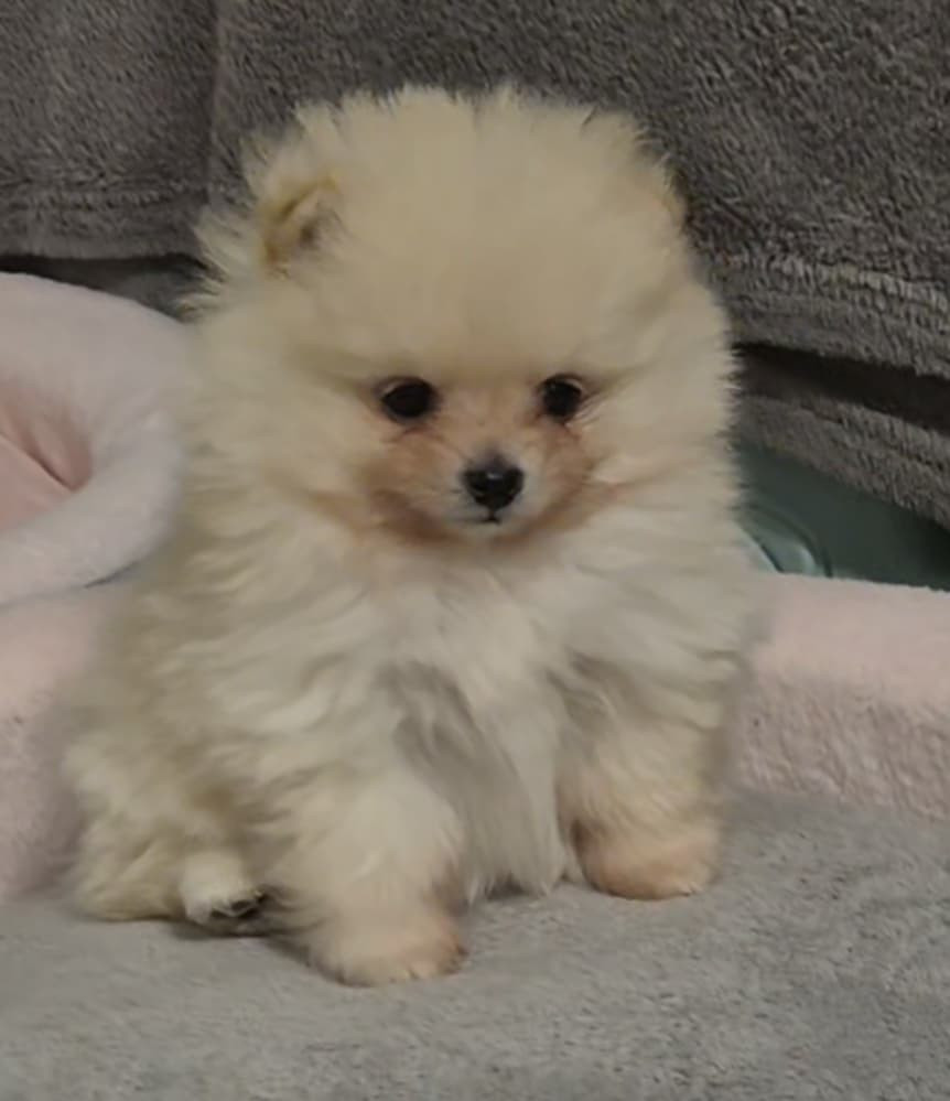 Chiot Spitz allemand du Royaume d'Olaf