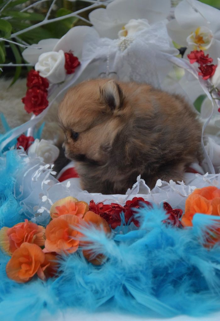 du Royaume d'Olaf - Chiots disponibles - Spitz allemand
