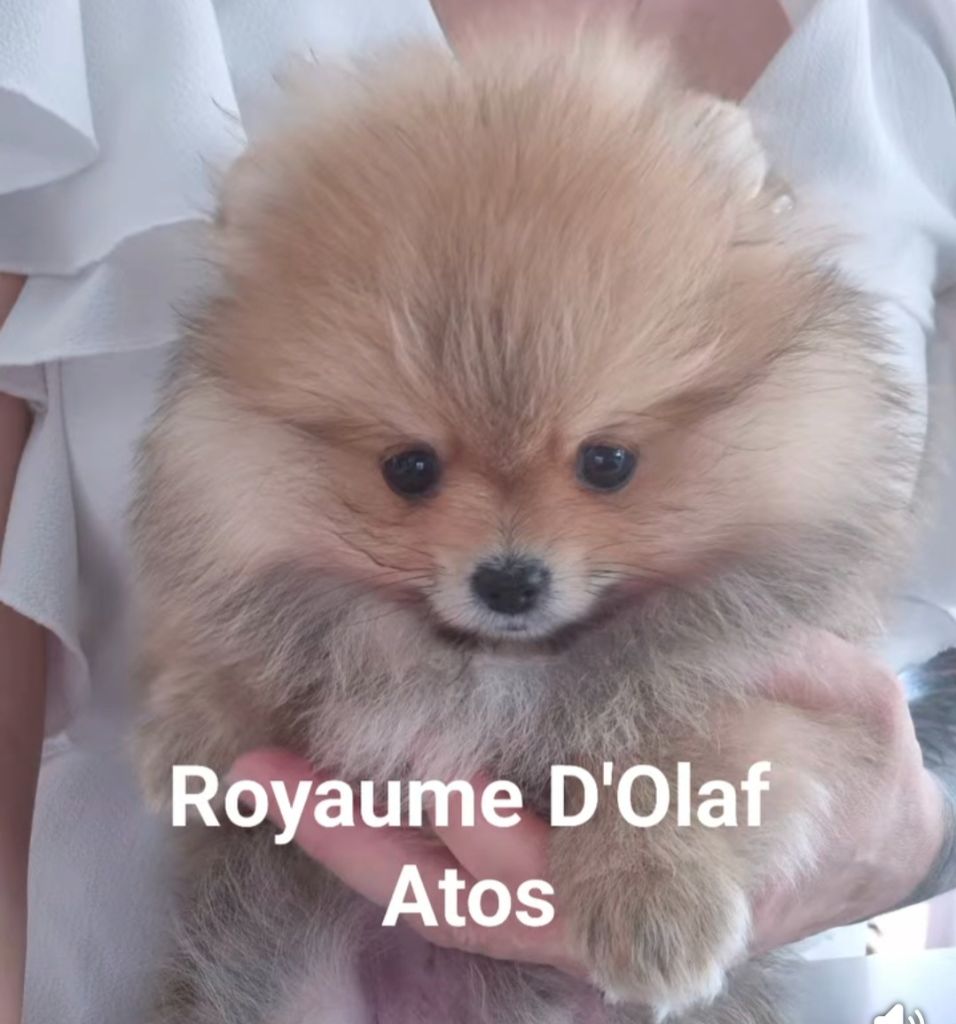 du Royaume d'Olaf - Chiots disponibles - Spitz allemand