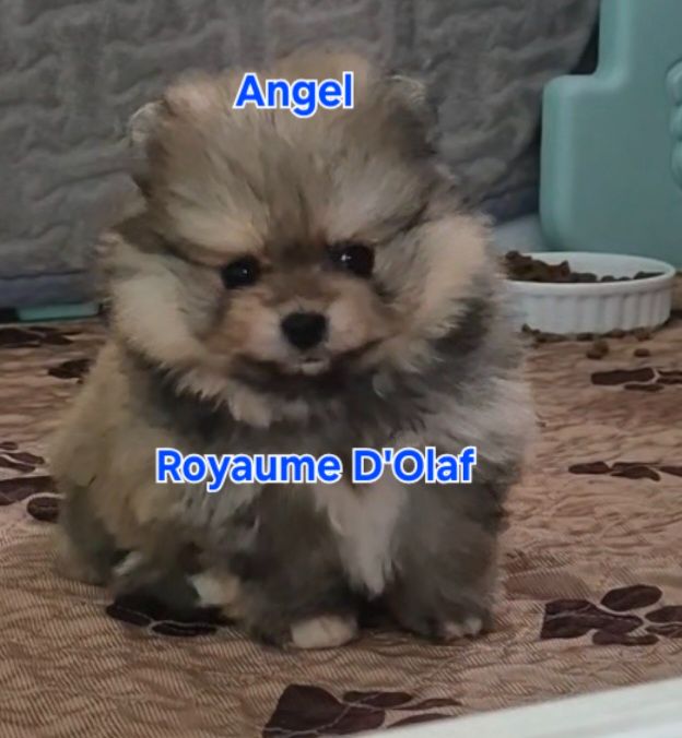 du Royaume d'Olaf - Chiots disponibles - Spitz allemand