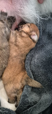 CHIOT 1