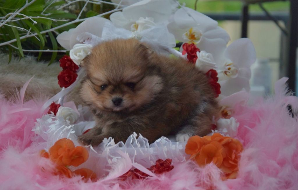 du Royaume d'Olaf - Chiots disponibles - Spitz allemand