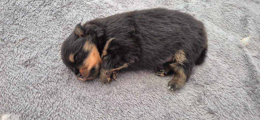 du Royaume d'Olaf - Chiots disponibles - Spitz allemand