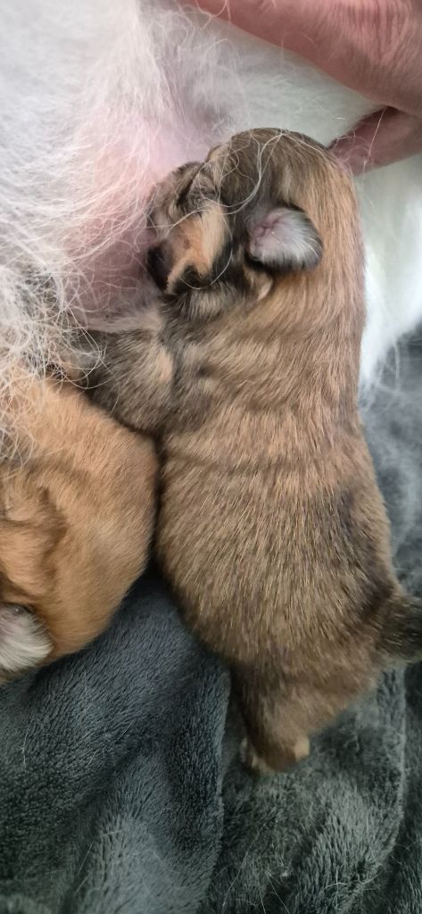 du Royaume d'Olaf - Chiots disponibles - Spitz allemand