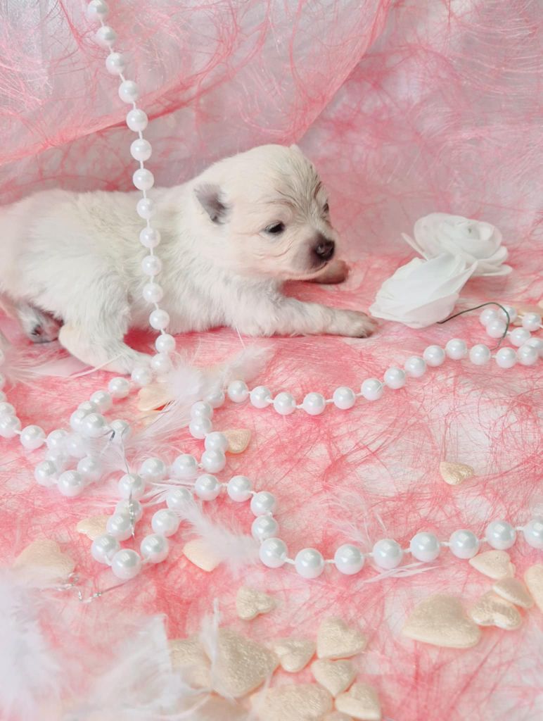 du Royaume d'Olaf - Chiots disponibles - Spitz allemand