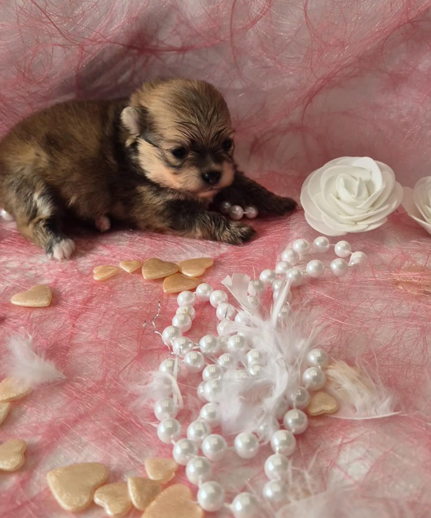 du Royaume d'Olaf - Chiots disponibles - Spitz allemand