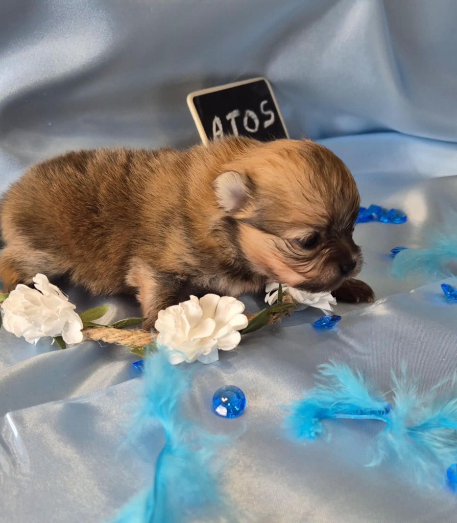 du Royaume d'Olaf - Chiots disponibles - Spitz allemand